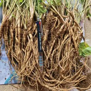 어수리 종근(모종) 2년생 20포기 - 황제산나물 산야초 야생화