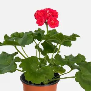 UG 돈스키 프로스토리 제라늄 소형 꽃모종 야생화 페라고늄 유럽제라늄 식물