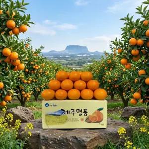 제주 청견 새콤달콤 프리미엄 오렌지 로얄과 10kg 5kg