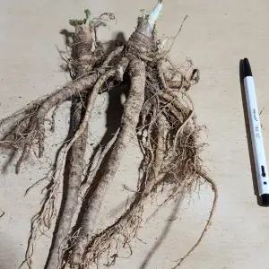 어수리모종 2년차 종근 20개 ta263