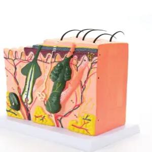피부 단면도 모형 해부학 교육 배율 구조 수술