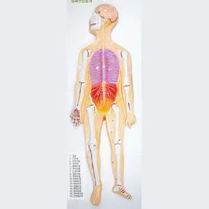 생명과학 인체신경 구조관찰 신경계 입체모형 학습교구 창의과학키트 초등