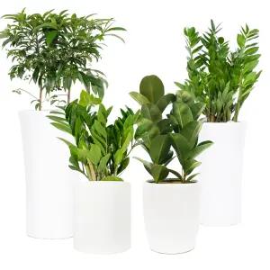 공기정화 관엽식물 반려식물 개업식 화분 집들이 축하선물 오만플라워