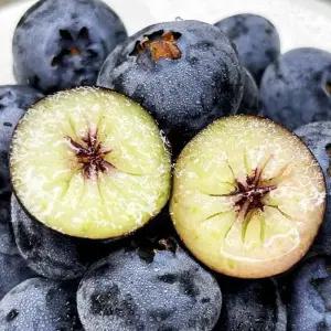 국내산 블루베리 생과 100g 4팩 대과 고당도 소용량 신선과일