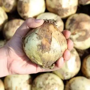 제주 조생양파 햇양파 장아찌용 / 대 5kg 10kg