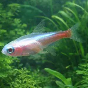 알비노 네온 테트라 5마리