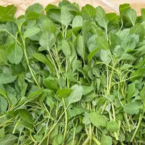 [밋앤밀] 국내산 남양주 비름나물 500g