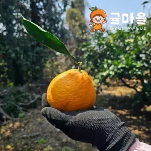 귤마을 제주 감귤 오렌지 청견 9kg 혼합과