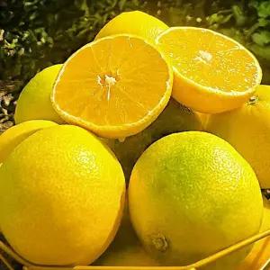 천혜향 선물 황금향 2kg 과일 한라봉