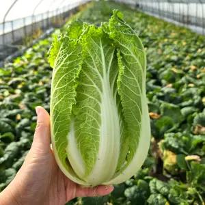 다양한 요리가 가능한 통찬 얼갈이 배추 4kg