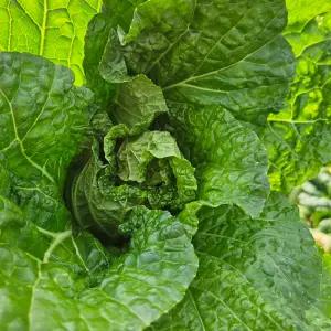 다양한 요리가 가능한 통찬 얼갈이 배추 2kg