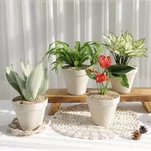 갑조네 공기정화식물 중형 토분세트 화분 플랜테리어 키우기쉬운 반려식물 - 04.몬스테라(중)