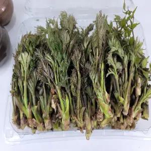 두릅 참두릅 장아찌용 1kg 내외 발품장터