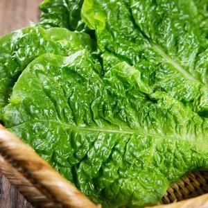 [GAP인증] 포기 꽃상추 1kg