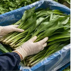 꿍이네 생 명이나물 대명이 제철 신선채소 1~3kg