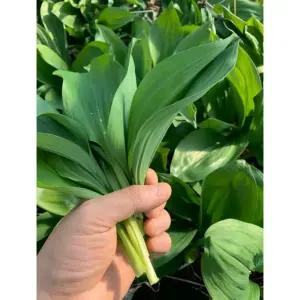 강원도 잎명이 나물 2kg