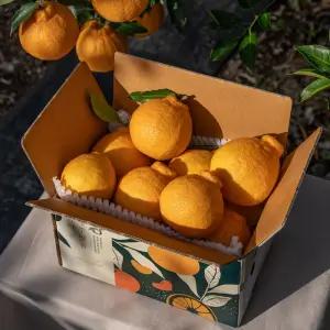 제주 고당도 꼬마 한라봉 10KG