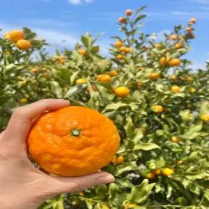 돌담프룻 제주 하우스 카라향 못난이 고당도 과즙가득 가정용 혼합과 9kg