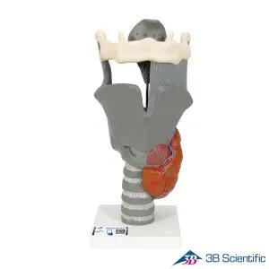 [종로의료기]3B Scientific 움직이는 기능형 후두부 성대모형 G20 2배확대모형