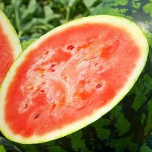 (20립) 과일 하니꿀수박 수박 씨 씨앗 종자 품종/가든/정원/텃밭/원예/종기/가정용/베란다/재배/모종/취미