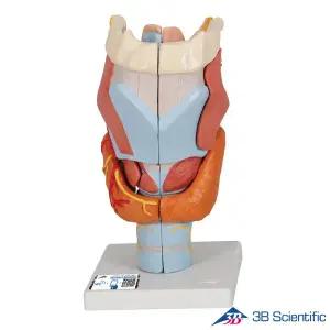 [종로의료기]3B Scientific 후두와 성대 2배확대 7파트 G21 Larynx Model