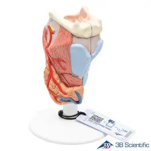 [종로의료기]3B Scientific 후두와 성대 실제사이즈 2파트 G22 Larynx Model