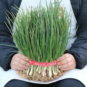 농산물마루 국내산 쪽파 흙쪽파