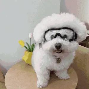 애견 고글 대형 중형 강아지용 도글라스