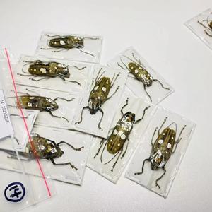 바토세라 셀레비아나 실제 곤충 표본 기계적 펑크 DIY 공예품 홈 장식 교육 연구 조각품