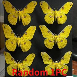 실제 나방 표본 나비 DIY 수공예 가정 장식, 학생 관찰 연구, 취미 컬렉션