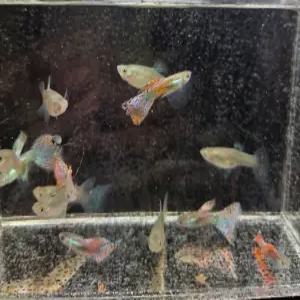 레드글라스 빅테일 구피