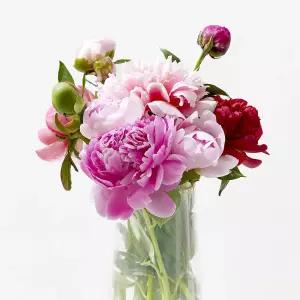 강진 작약 생화 꽃 특상등급 랜덤