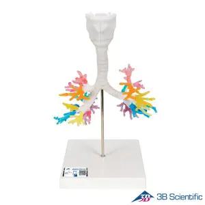 [종로의료기]3B Scientific 후두와 기관지모형 G23 CT이미지 3D모델링 실제사이즈 Bronchial Tree