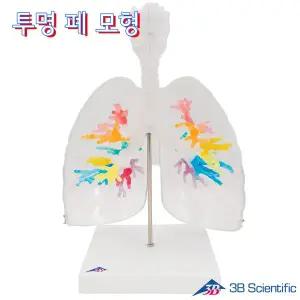 [종로의료기]3B Scientific 후두와 기관지포함 폐 인체모형 G23/1 투명한 폐 모형