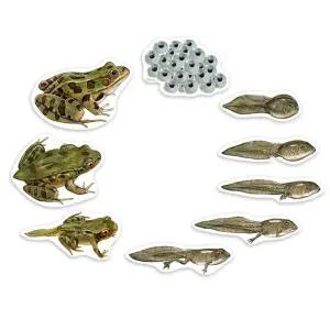 (러닝리소스) RUW896V5 특대형 자석 개구리 일생 형 LER6041