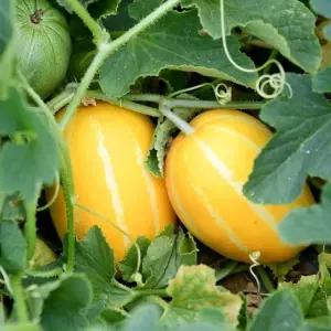 제철진미 아삭달콤 고당도 햇 성주참외 가정용 중소과 1kg 5-7 내외