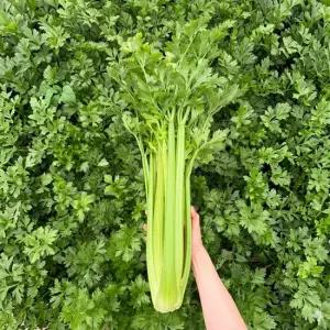 초록초록팜 신선 셀러리 3kg 아삭한 신선 채소 주스용 생즙 샐러드 당일수확 샐러리 산지직송 JW