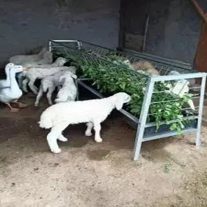 염소먹이통 양 목장 밥통 가축 여물