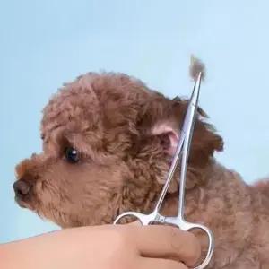 애견용겸자가위 강아지 귀털 제거기 귀청소 애견 가위 DD-13046