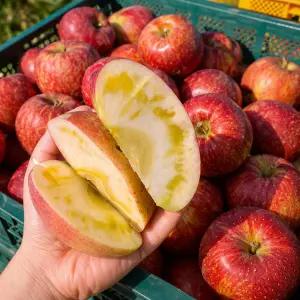 문경 껍질까지먹는 세척완료 꿀서린 햇 부사 사과 10KG 대과