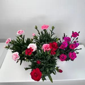 향카네이션 카네이션 어버이날 스승의날 야생화 향기나는꽃 선물 월동가능 대량주문 윤스가든