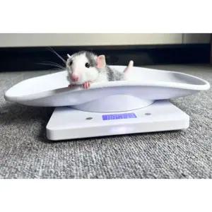 소동물 체중계 햄스터 기니피그 미니 소형견 동물 저울