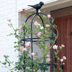 오벨리스크 식물 넝쿨 덩굴 정원 장미아치 버드장식