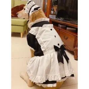 메이드복 의상 대형견 웰시코기 강아지 윈 리트리버