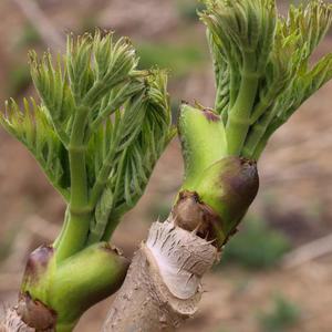 참두릅 500g 1팩 봄나물 제철두릅