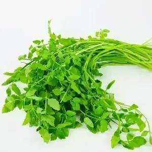 국내산 미나리 4kg 내외 1박스 향긋한 전라도