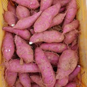 땅끝 해남 고구마 꿀 호박 밤고구마 비세척 10kg