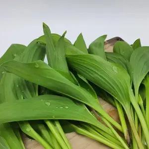 강원도 산지직송 명이나물 생명이나물 제철 1kg