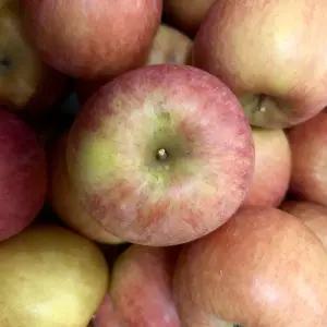 국내산 자연 그대로 못난이 사과 주스용 가성비 대용량 부사사과 9kg내외 (주스/잼/실중량)