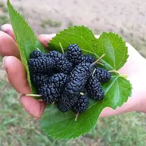 2025년 햇 오디 재래종[청일]10kg